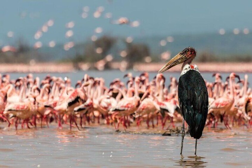 Day Trip to Hell's Gate National Park and Lake Naivasha 2