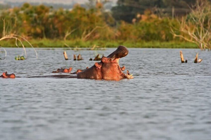 Day Trip to Hell's Gate National Park and Lake Naivasha 3