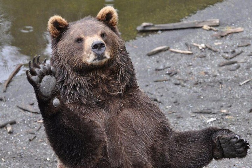 Sitka Scenic Tour 1