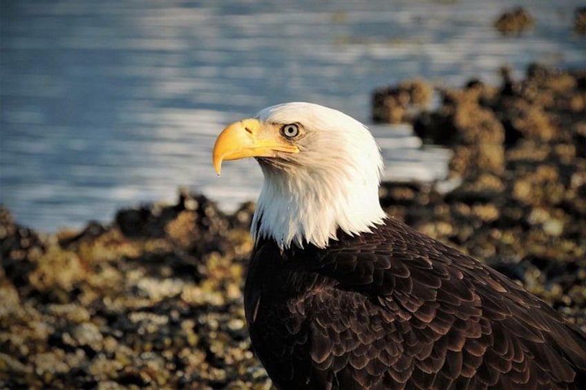 Sitka Scenic Tour 2