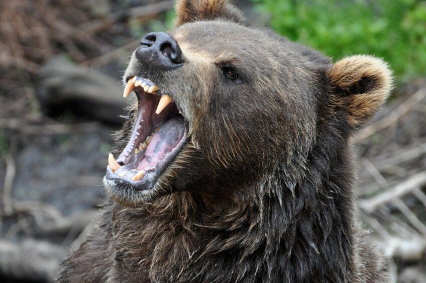 Un ours, la gueule grande ouverte, peut-être en train de rugir. 5