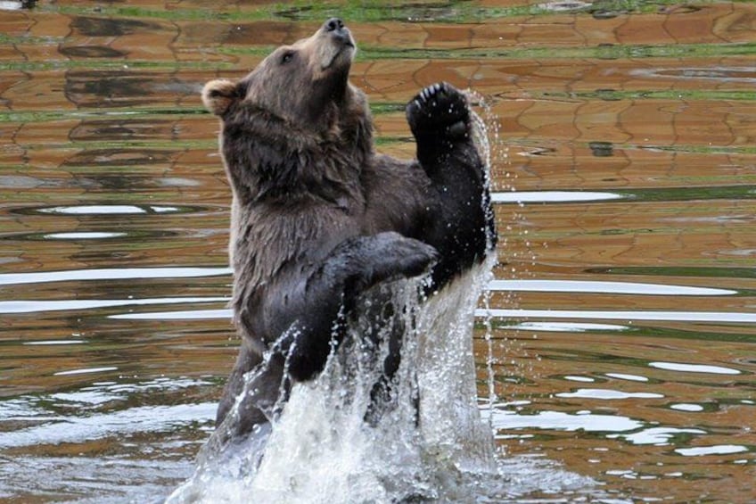 Un ours se tient dans l’eau, les pattes avant levées, et éclabousse l’eau. 4