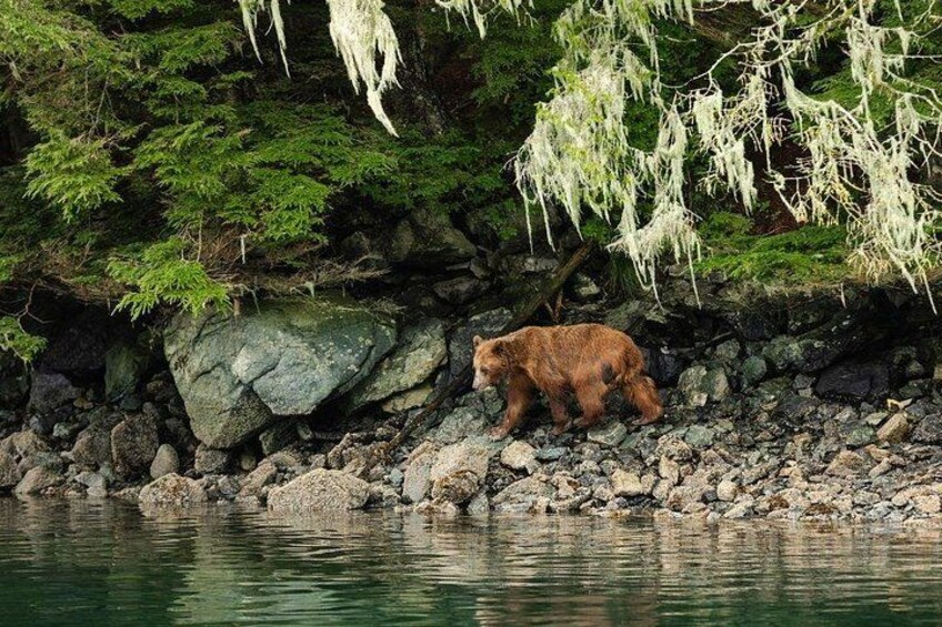 A brown bear walking along a rocky shoreline with trees and hanging moss in the background. 3