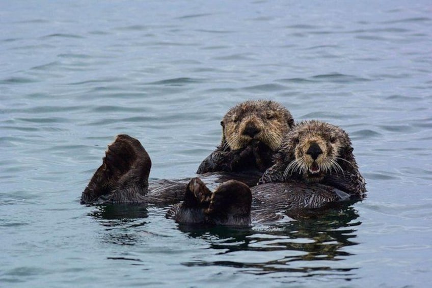 Three otters floating on water. 1