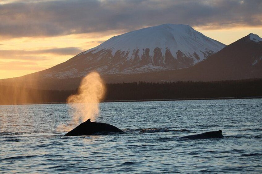 Sitka Whale Watch and Sea Otter Quest 3