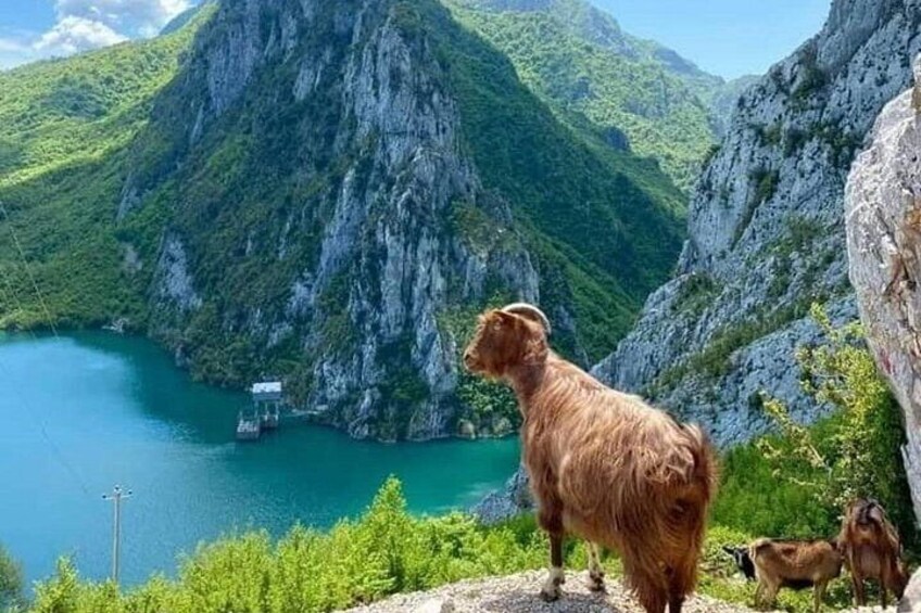 Bovilla Lake and Gamti Mountain Tour from Durres or Golem 2