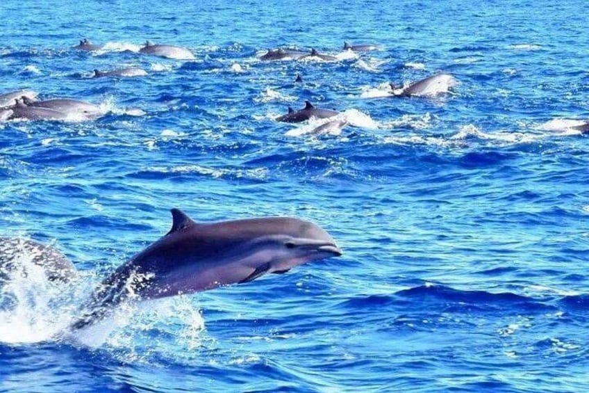 Best Of Full-Day Snorkeling & Beach Excursion with lunch & drinks 3