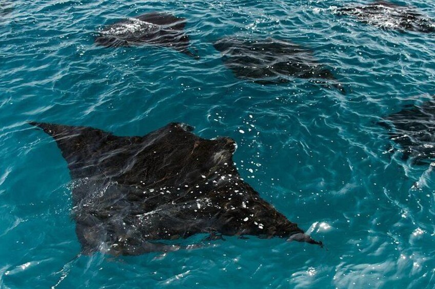 Full Day Komodo Tour With Hey Bali Info Visit 6 Spot 3