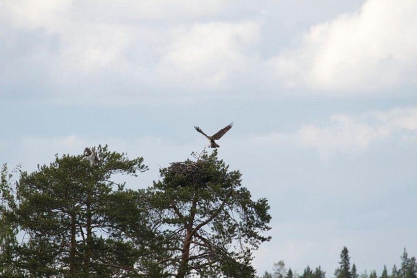 En fugl flyver over et træ med en rede. 2