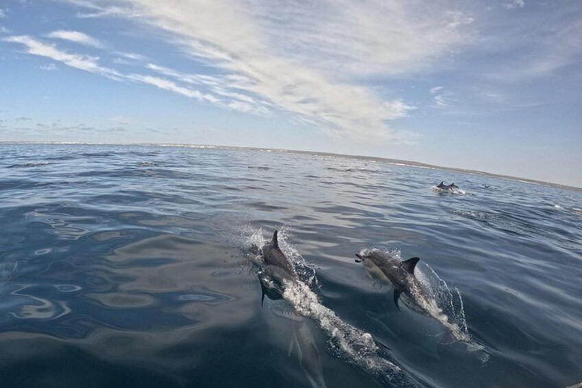 Dolphins swimming in the ocean. 3