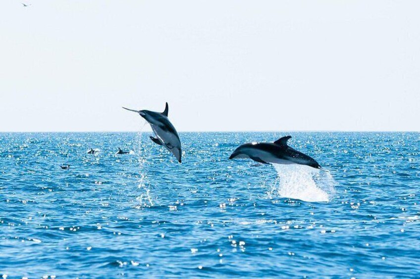 Dolphins jumping out of the water in the ocean. 5