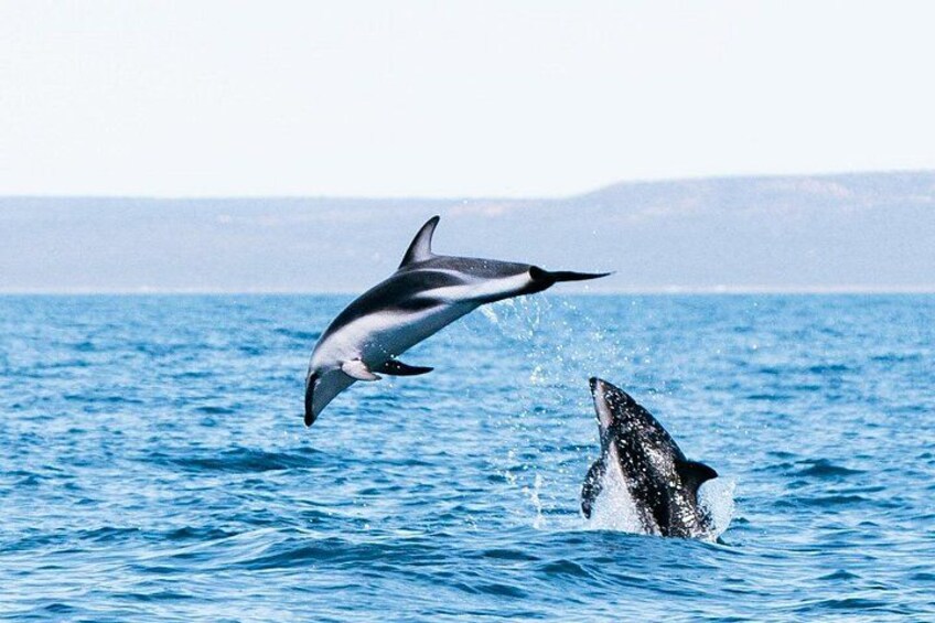 A dolphin leaping out of the water with a whale in the background. 1