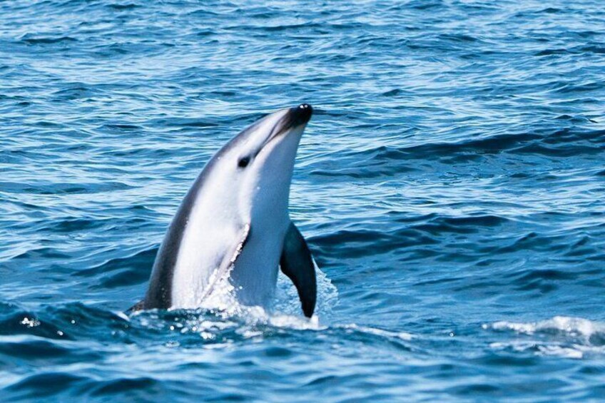 A dolphin leaping out of the water. 4