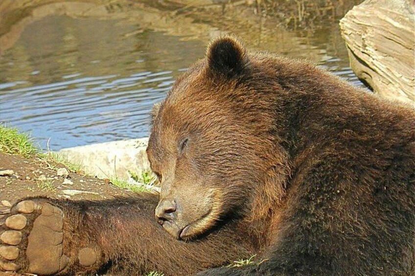 A bear resting by a water body. 1