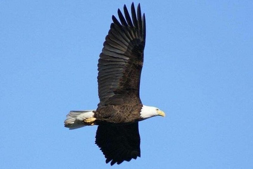 Sitka Sightseeing Tour including Fortress of the Bear and Totem Poles 3