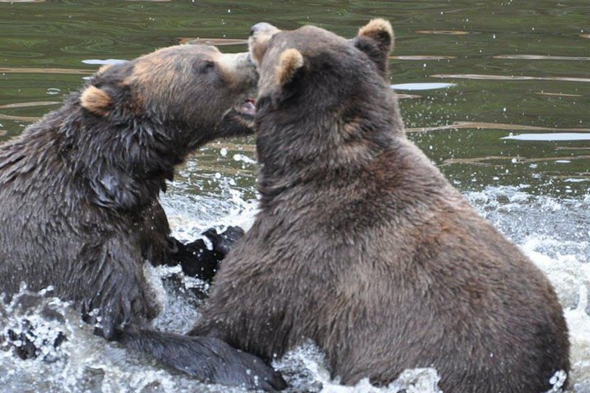 Two bears in a body of water, possibly fighting or playing. 3