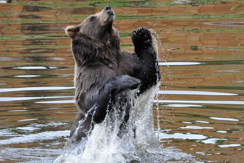 A bear standing in water with its front paws raised, splashing. 3