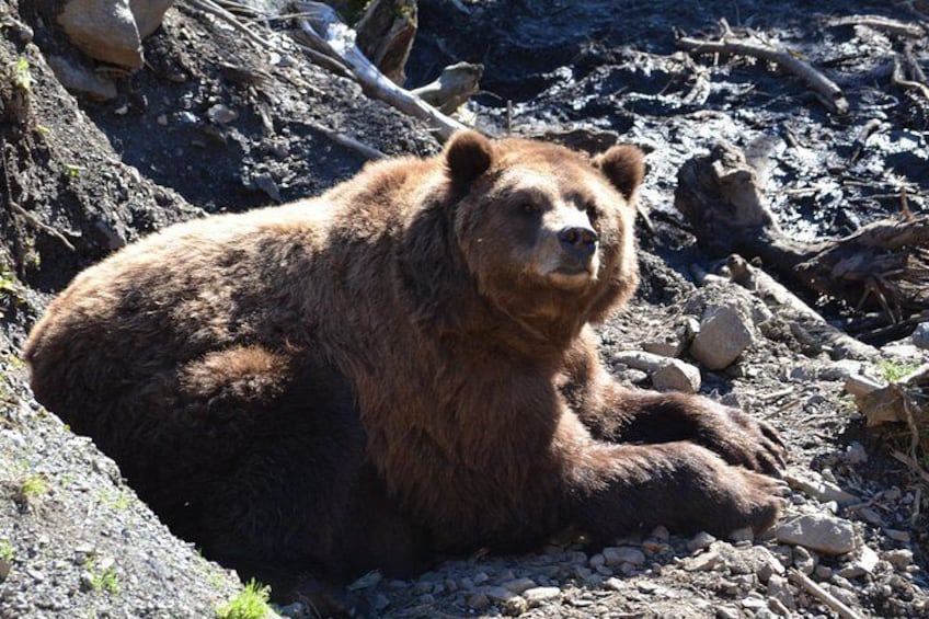 Sitka Sightseeing Tour including Fortress of the Bear and Totem Poles 2
