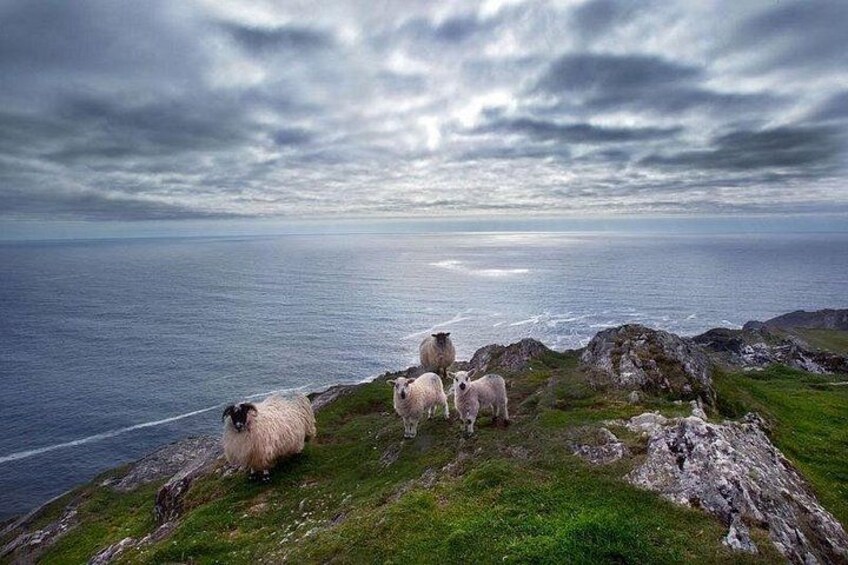 Sheep on the dingle Peninsula 2