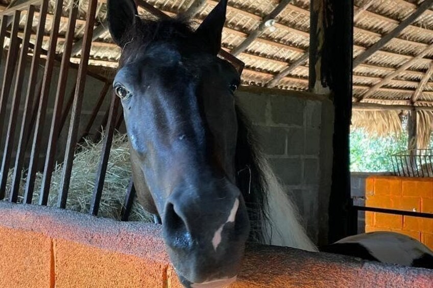 Horseback Riding and Taíno Cave Exploration 5