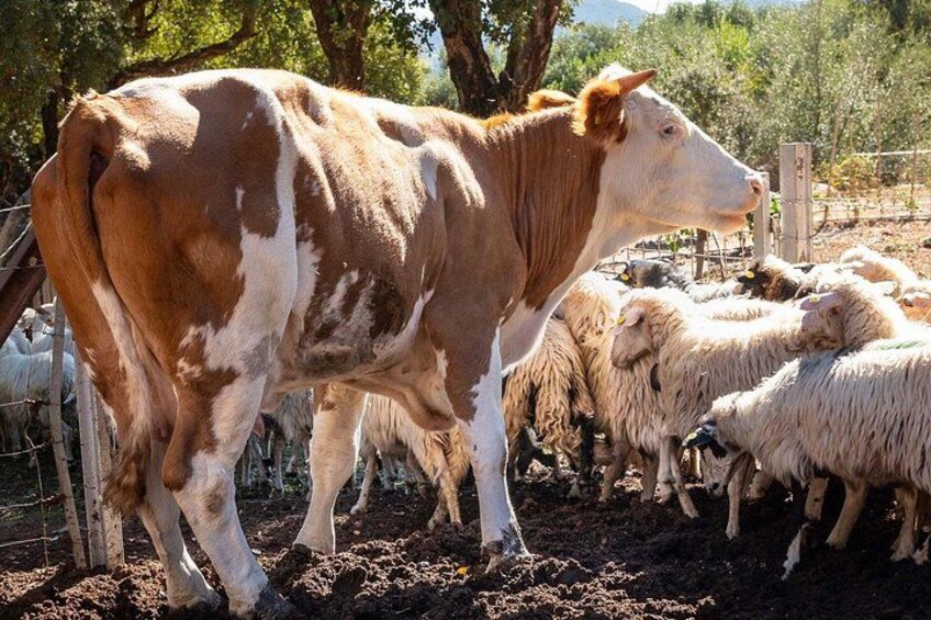 A cow with a white and brown coat standing among a herd of sheep in a fenced area with trees in the background. 1