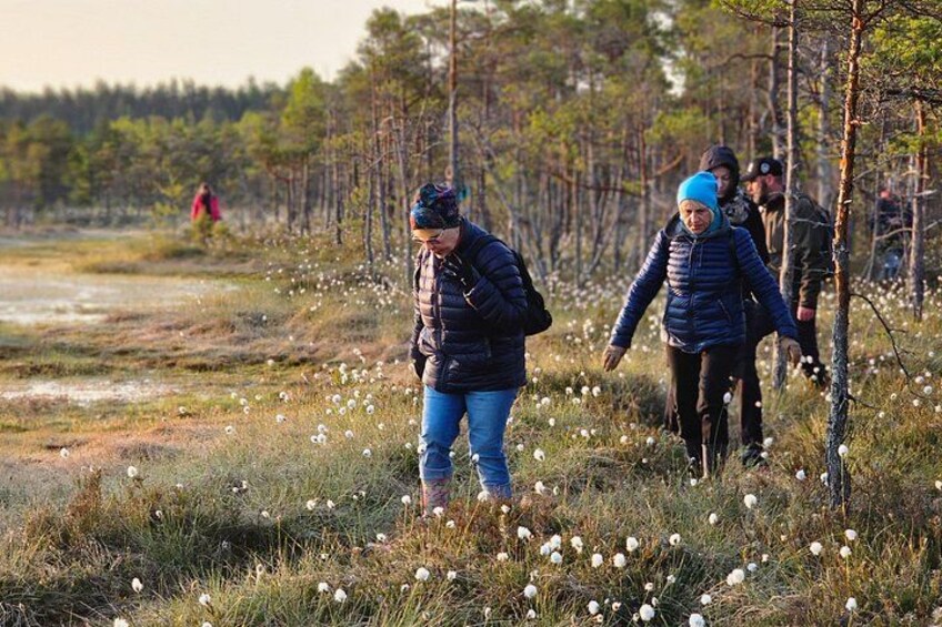 People walking in a field with tall grasses and trees. 3
