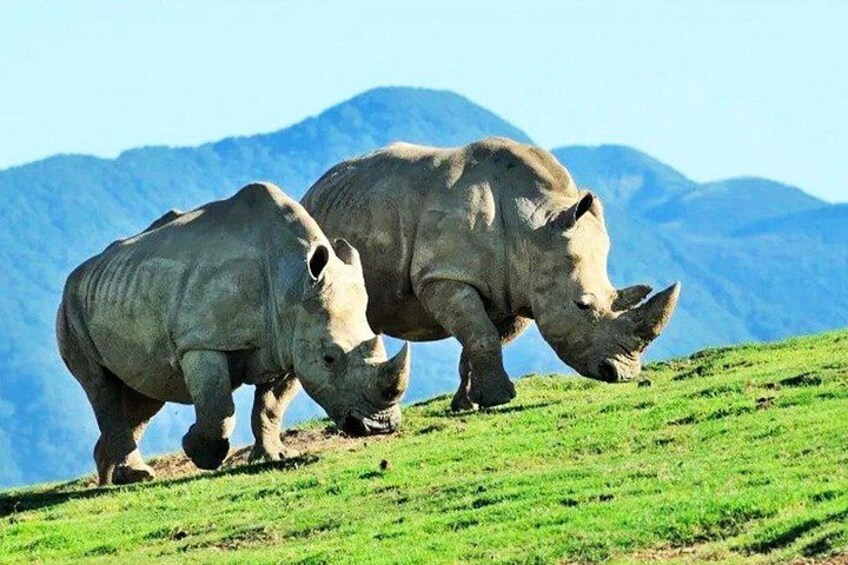 Fukuoka Day Trip to Yufuin, Beppu Hell Onsen and Animal Park 3