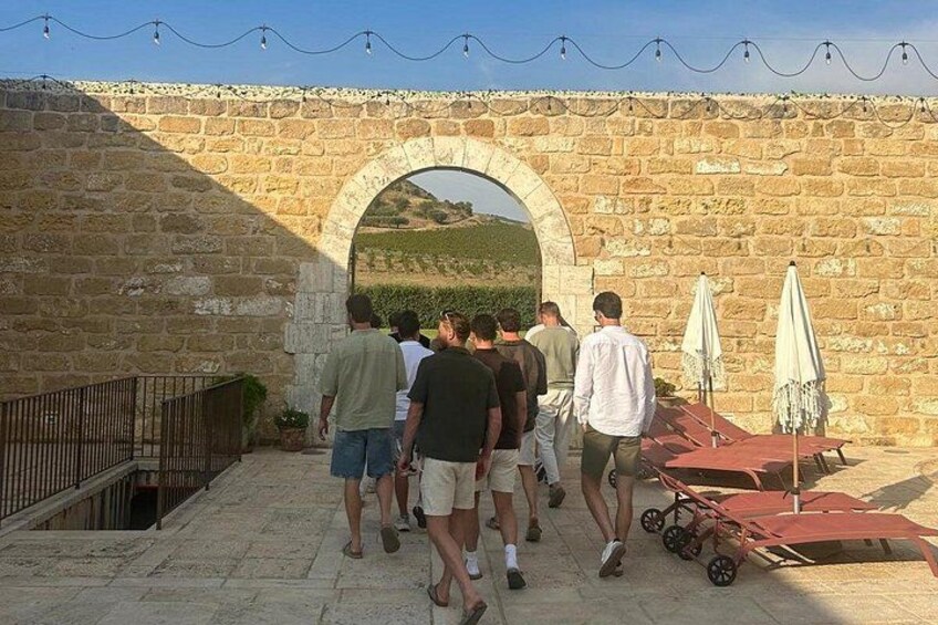 Walk in olive grove and Tasting 4