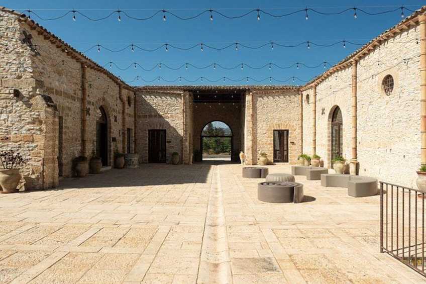 Walk in olive grove and Tasting 2