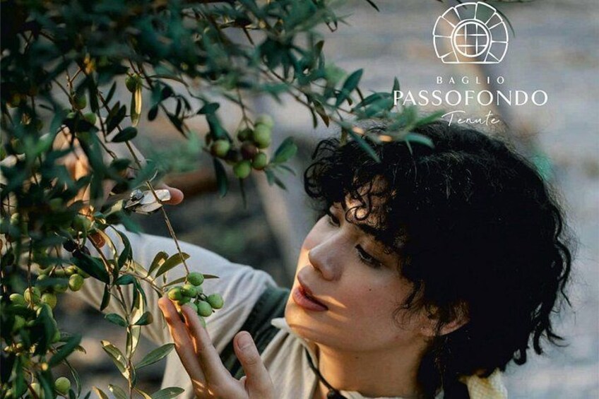 Walk in olive grove and Tasting 1