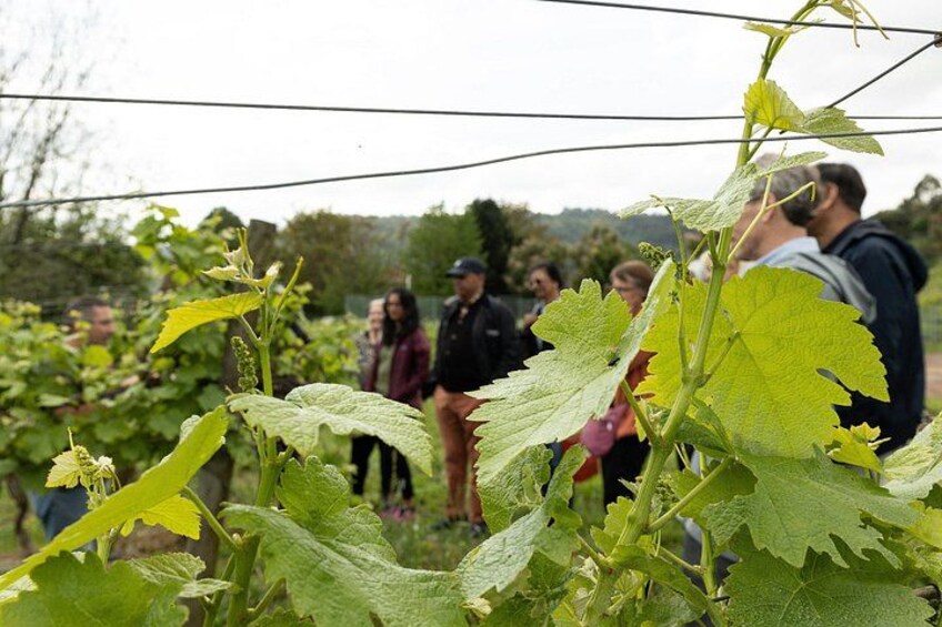 Authentic Green Wines from Quinta de Lourosa 3