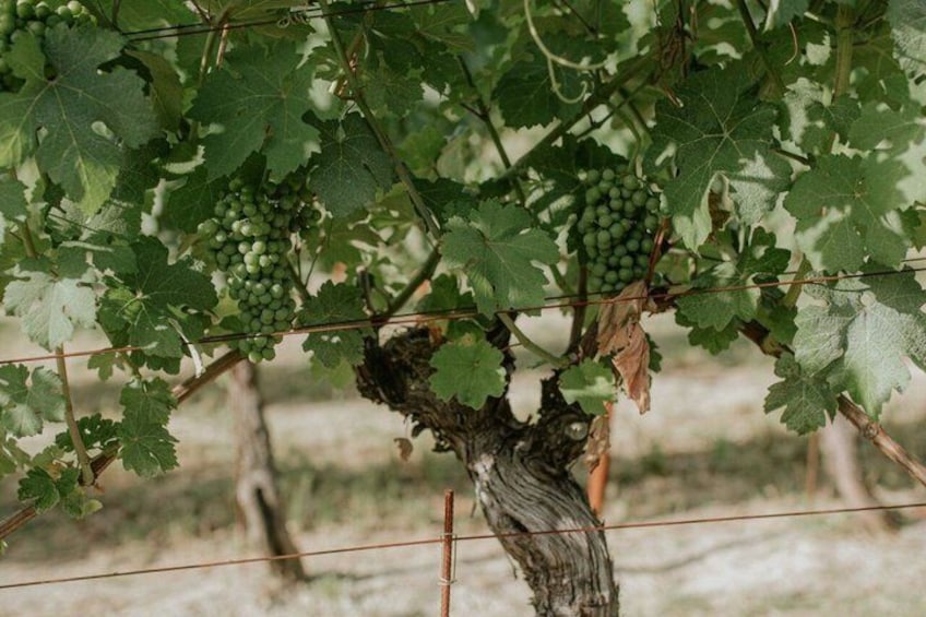 Explore the Richness of Marche Wine Flavors 5