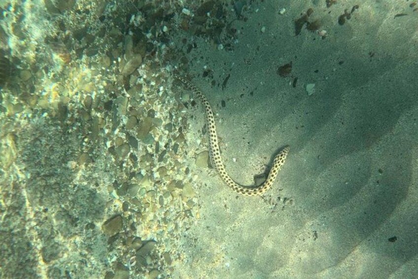 White Sand Beach Jaco Snorkel Adventure with Monkeys 3
