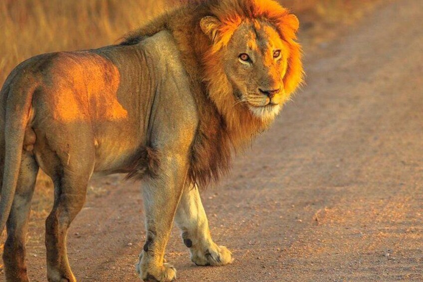 Cape Town : Fullday Aquila Safari Tour with wine tasting 1