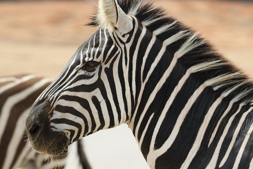 Cape Town : Fullday Aquila Safari Tour with wine tasting 5