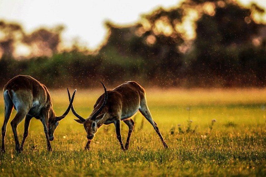Cape Town : Fullday Aquila Safari Tour with wine tasting 2