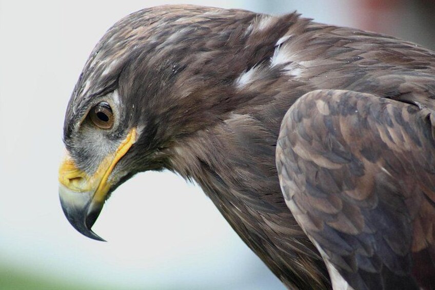 Cape Town : Fullday Aquila Safari Tour with wine tasting 4