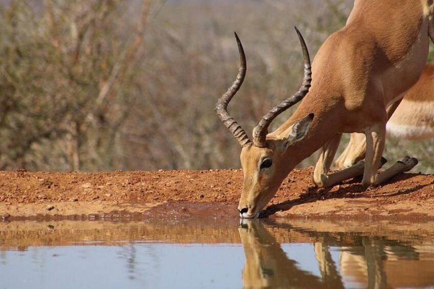 Cape Town : Fullday Aquila Safari Tour with wine tasting 3