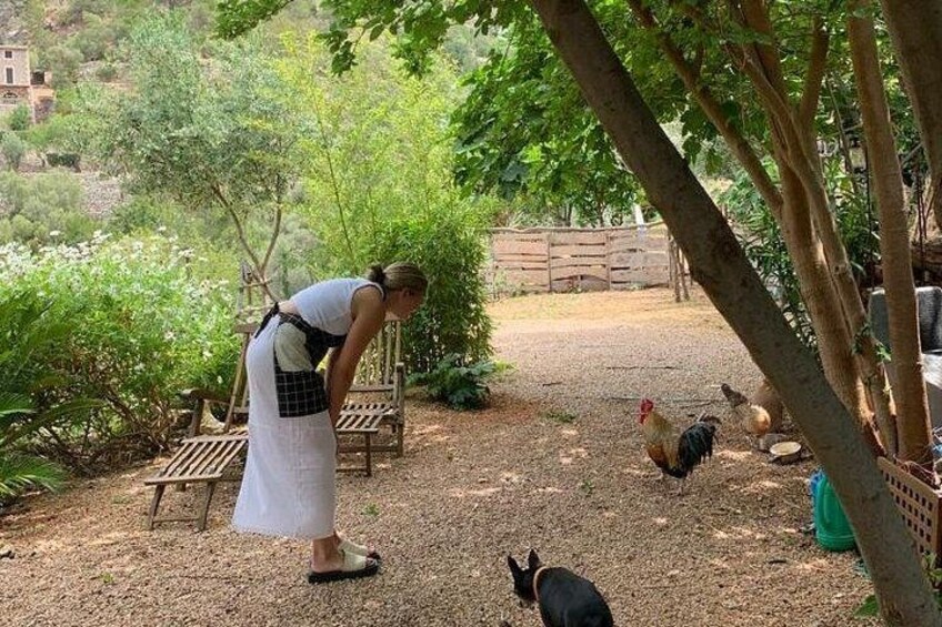 A person tending to chickens in a garden with trees and a wooden bench. 4