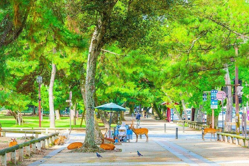 A park with trees, a bench, and a pedestrian path. 1
