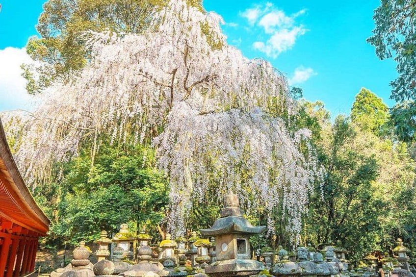 Nara Deer Park, Todaiji Temple, Uji Matcha & Onsen Day Tour 5