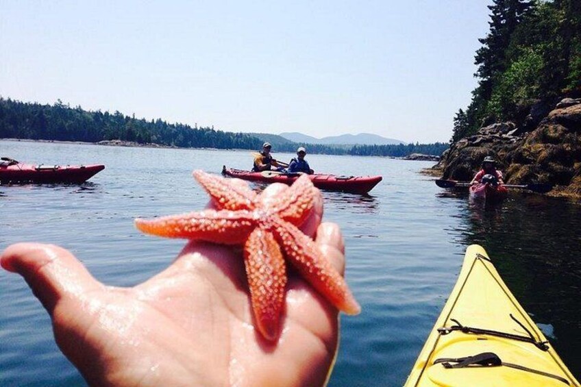 Aqua Safari Kayak tour departing Southwest Harbor 1