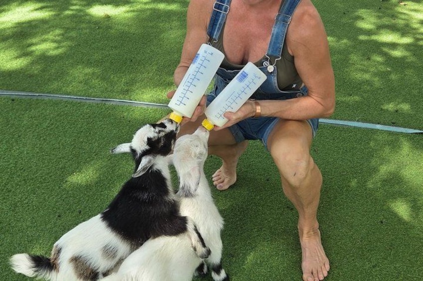 Iemand voert geiten melk uit een flesje. 2
