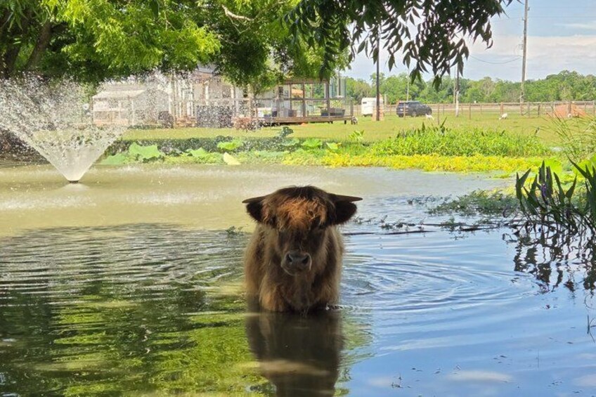 Een koe staat in een waterrijk gebied, met een fontein op de achtergrond. 4