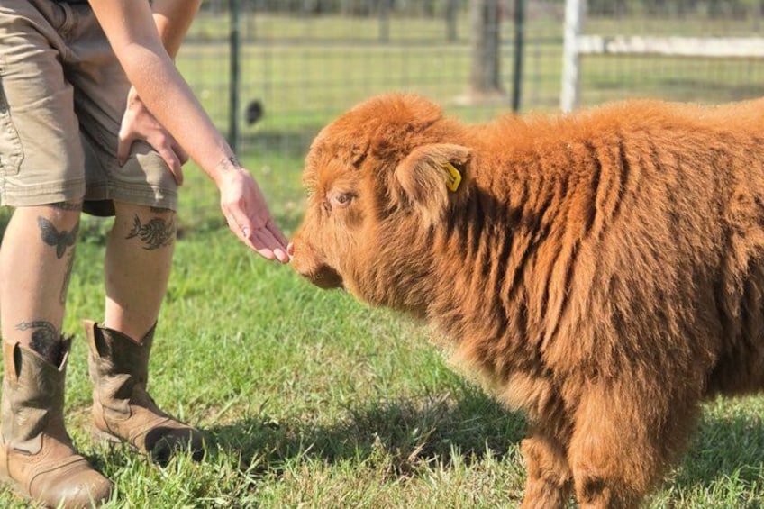 Een persoon in cowboylaarzen en een geruite blouse aait een groot, pluizig bruin dier. 3