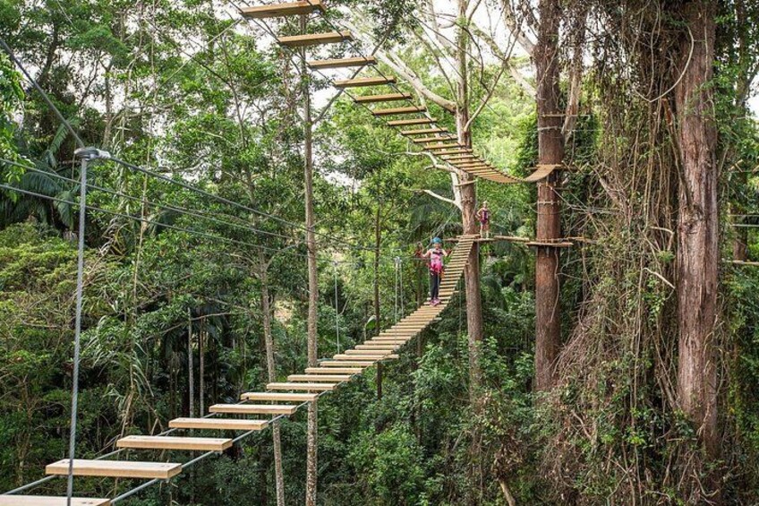 awesome rainforest adventure 1