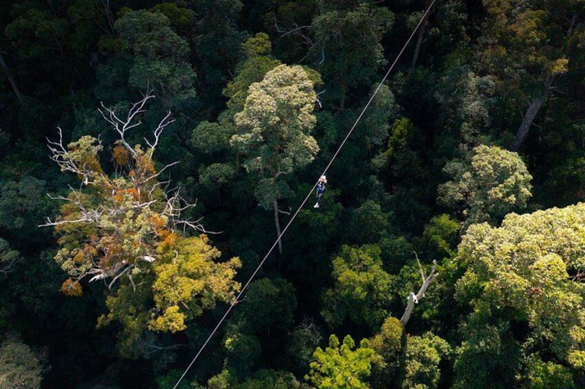 Una persona deslizándose en tirolesa por un bosque tupido. 1
