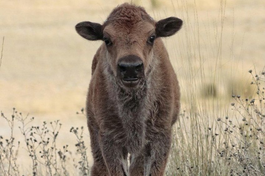 A young calf standing in a field with sparse vegetation. 2