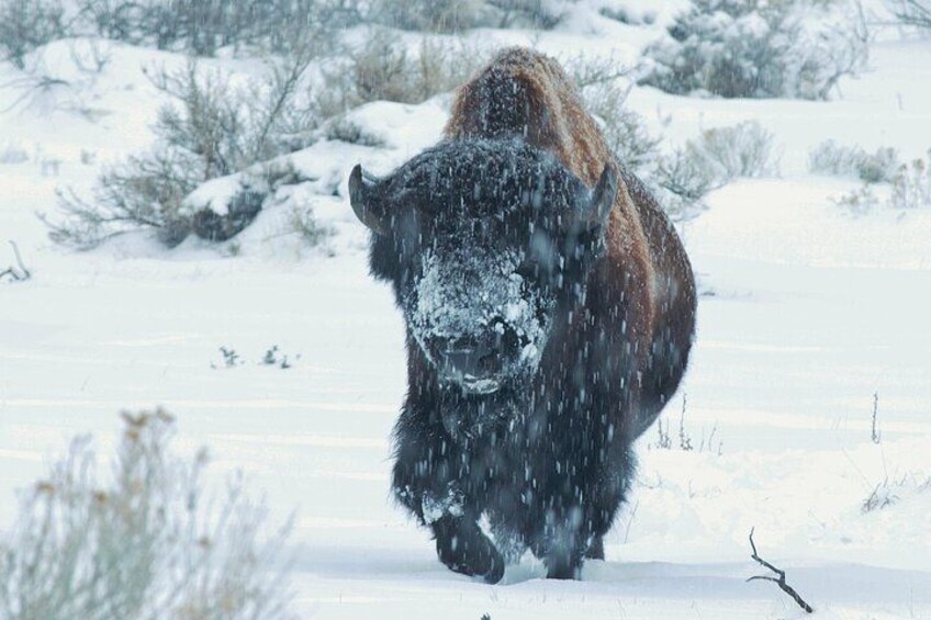 Un bisonte en un paisaje nevado. 5