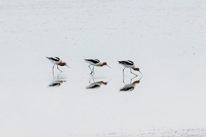 Trois oiseaux pataugeant dans des eaux peu profondes. 4